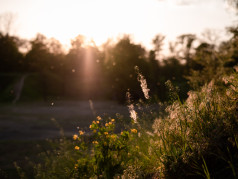 Trockene Augen und Allergien